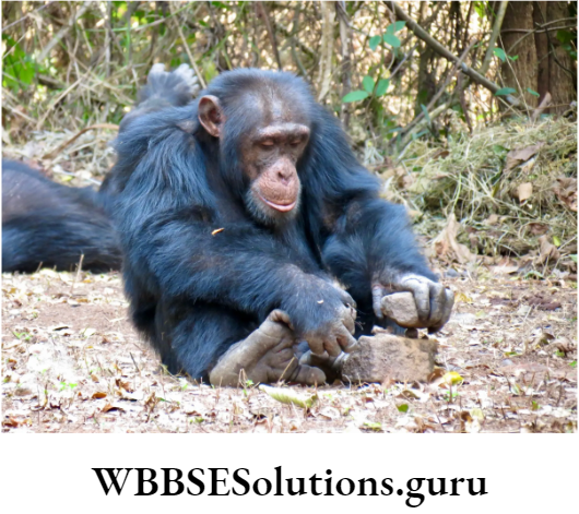 WBBSE Solutions For Class 10 Life Science Chapter 4 Evolution And Adaptation Topic B Survival Strategies Adaptation chimpanzes eating Nuts