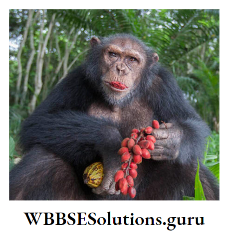WBBSE Solutions For Class 10 Life Science Chapter 4 Evolution And Adaptation Topic B Survival Strategies Adaptation chimpanzes