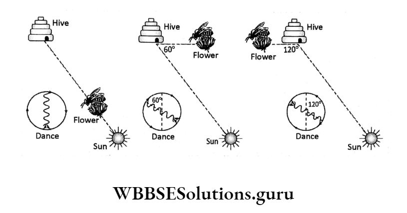 WBBSE Solutions For Class 10 Life Science Chapter 4 Evolution And Adaptation Topic B Survival Strategies Adaptation hive