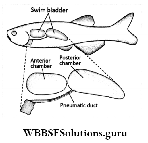 WBBSE Solutions For Class 10 Life Science Chapter 4 Evolution And Adaptation Topic B Survival Strategies Adaptation swim bladder of fish