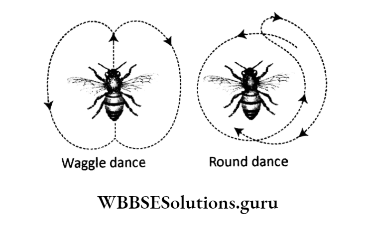 WBBSE Solutions For Class 10 Life Science Chapter 4 Evolution And Adaptation Topic B Survival Strategies Adaptation waggle dance and round dance