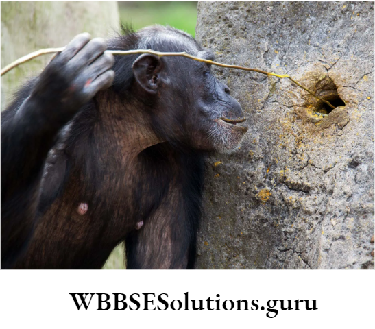 WBBSE Solutions For Class 10 Life Science Chapter 4 Evolution And Adaptation Topic B Survival Strategies problem solving in chimpanzee
