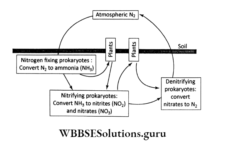 WBBSE Solutions For Class 10 Life Science Chapter 5 Environment Its Resources And Their Conservation Topic A Nitrogen Cycle Nitrogen cycle
