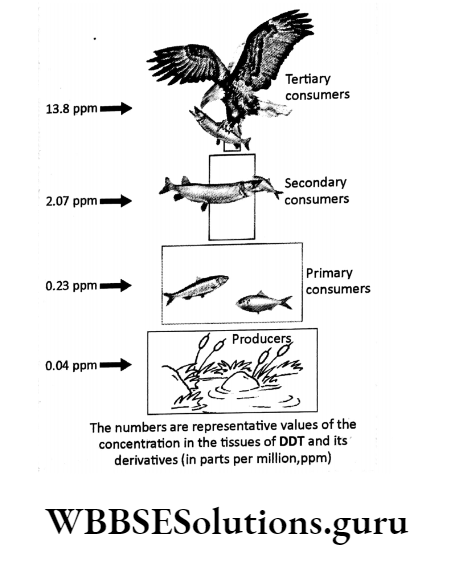 WBBSE Solutions For Class 10 Life Science Chapter 5 Environment Its Resources And Their Conservation Topic B Environmental Pollution barker