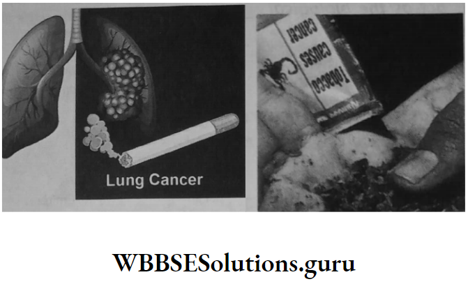 WBBSE Solutions For Class 10 Life Science Chapter 5 Environment Its Resources And Their Conservation Topic C Environment And Human Population smoking and tobacco
