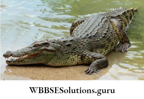 WBBSE Solutions For Class 10 Life Science Chapter 5 Environment Its Resources And Their Conservation Topic D Biodiversity And Conservation crocodile