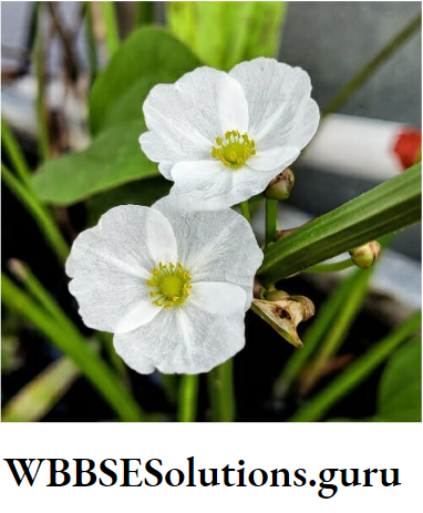 WBBSE Solutions For Class 10 Life Science Chapter 5 Environment Its Resources And Their Conservation Topic D Biodiversity And Conservation exotic seeds