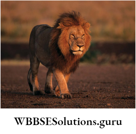 WBBSE Solutions For Class 10 Life Science Chapter 5 Environment Its Resources And Their Conservation Topic D Biodiversity And Conservation lion
