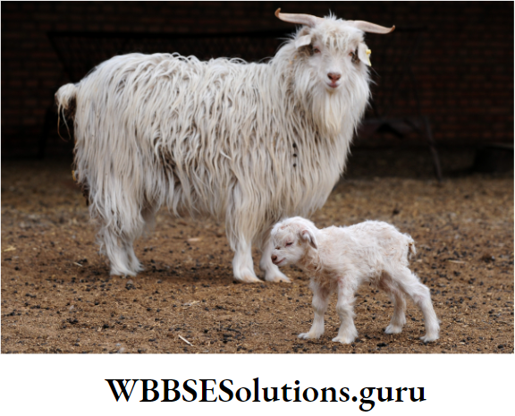 WBBSE Solutions For Class 10 Life Science Chapter 5 Environment Its Resources And Their Conservation Topic D Biodiversity And Conservation pashmina noori