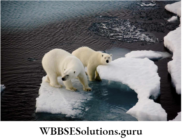 WBBSE Solutions For Class 10 Life Science Chapter 5 Environment Its Resources And Their Conservation Topic D Biodiversity And Conservation polar bear