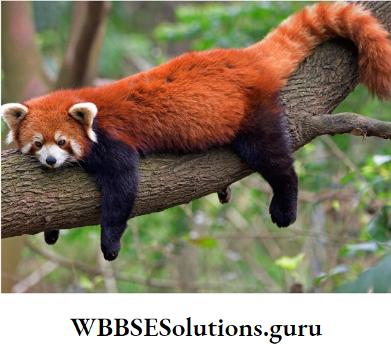 WBBSE Solutions For Class 10 Life Science Chapter 5 Environment Its Resources And Their Conservation Topic D Biodiversity And Conservation red panda