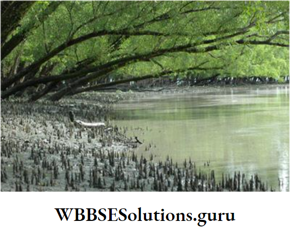 WBBSE Solutions For Class 10 Life Science Chapter 5 Environment Its Resources And Their Conservation Topic D Biodiversity And Conservation sundarbans