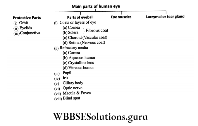 WBBSE Solutions Organisms Chapter 1 Control And Coordination In Living Organisms Topic D Response And Physical Coordination In Animals Nervous System human eye
