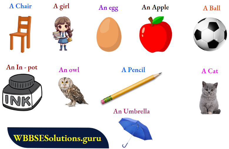 WBBSE Solutions For Class 6 English Functional Grammar Lesson 5 Articles Articles A and An