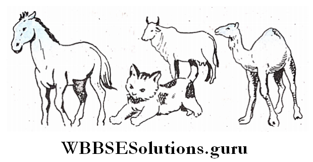 WBBSE Solutions For Class 6 English Reading Skills Unseen Vocabulary animals