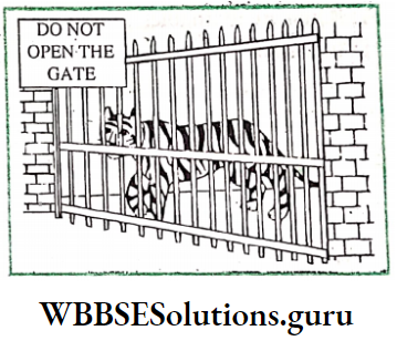 WBBSE Solutions For Class 8 English Functional Grammar Chapter 16 Clauses The Tiger Will Probably Bite You