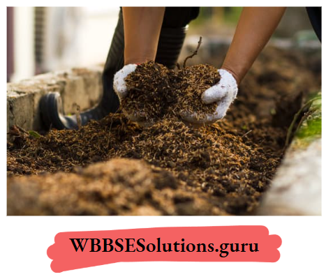 WBBSE Notes For Class 10 Chapter 4 Waste Management Composting