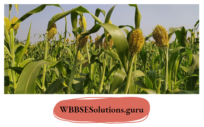 WBBSE Notes For Class 10 Chapter 5 India Economic Environment Millets