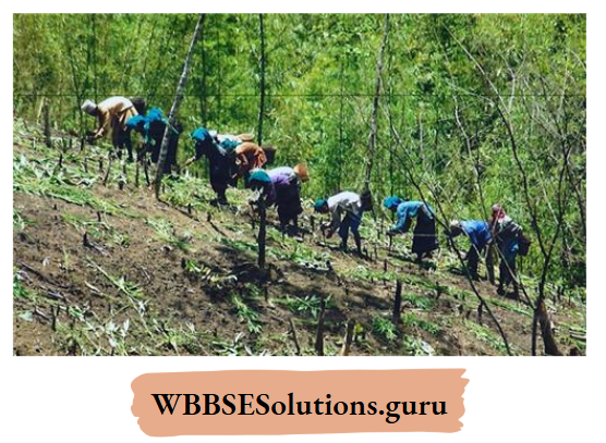 WBBSE Notes For Class 10 Geography Chapter 5 India Jhum Cultivation
